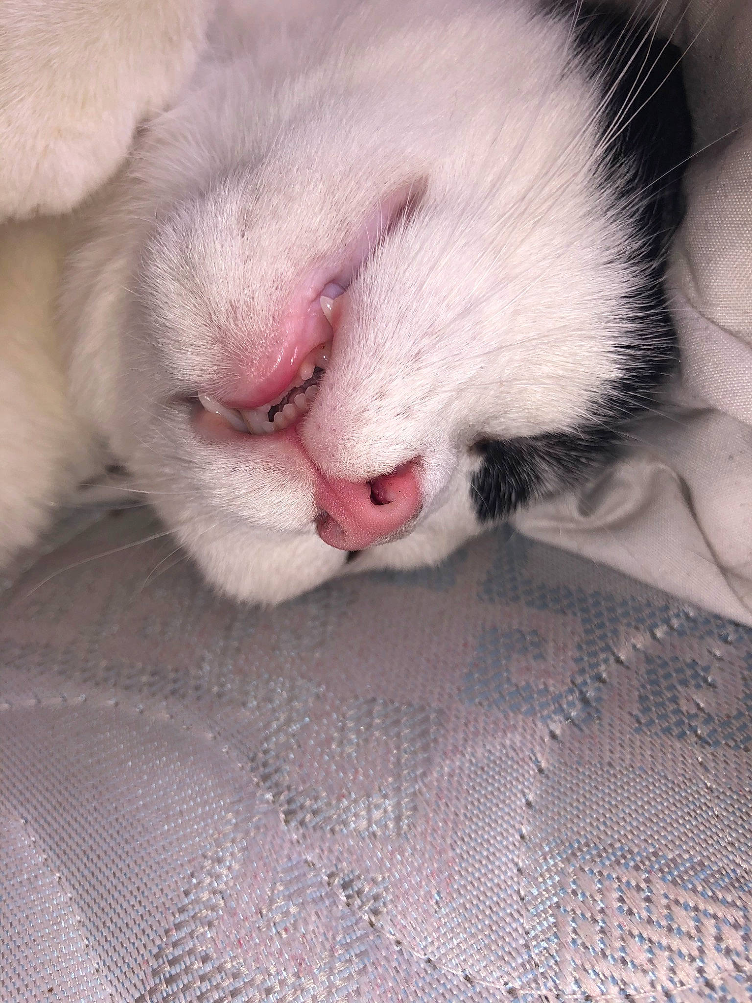 Oreo participe au concours pour gagner de l'argent avec cette photo : canidae, carnivore, cat, claw, dog_breed, felidae, fur, mammal, nap, nose, paw, puppy, puppy_love, skin, small_to_medium_sized_cats, snout, whiskers