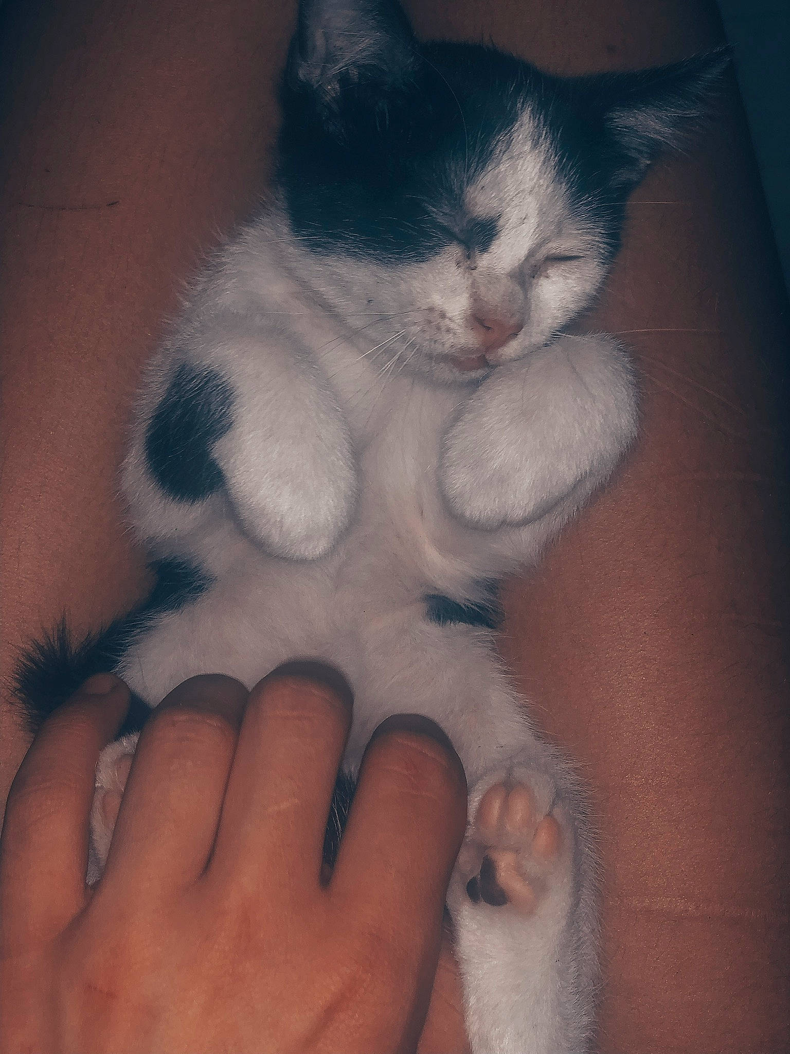 Oreo a rejoint le concours — aidez-le/la à gagner de superbes lots ! aegean_cat, american_wirehair, asian, carnivore, cat, claw, domestic_short_haired_cat, felidae, fur, gesture, hand, kitten, nose, ojos_azules, paw, polydactyl_cat, skin, small_to_medium_sized_cats, tail, whiskers