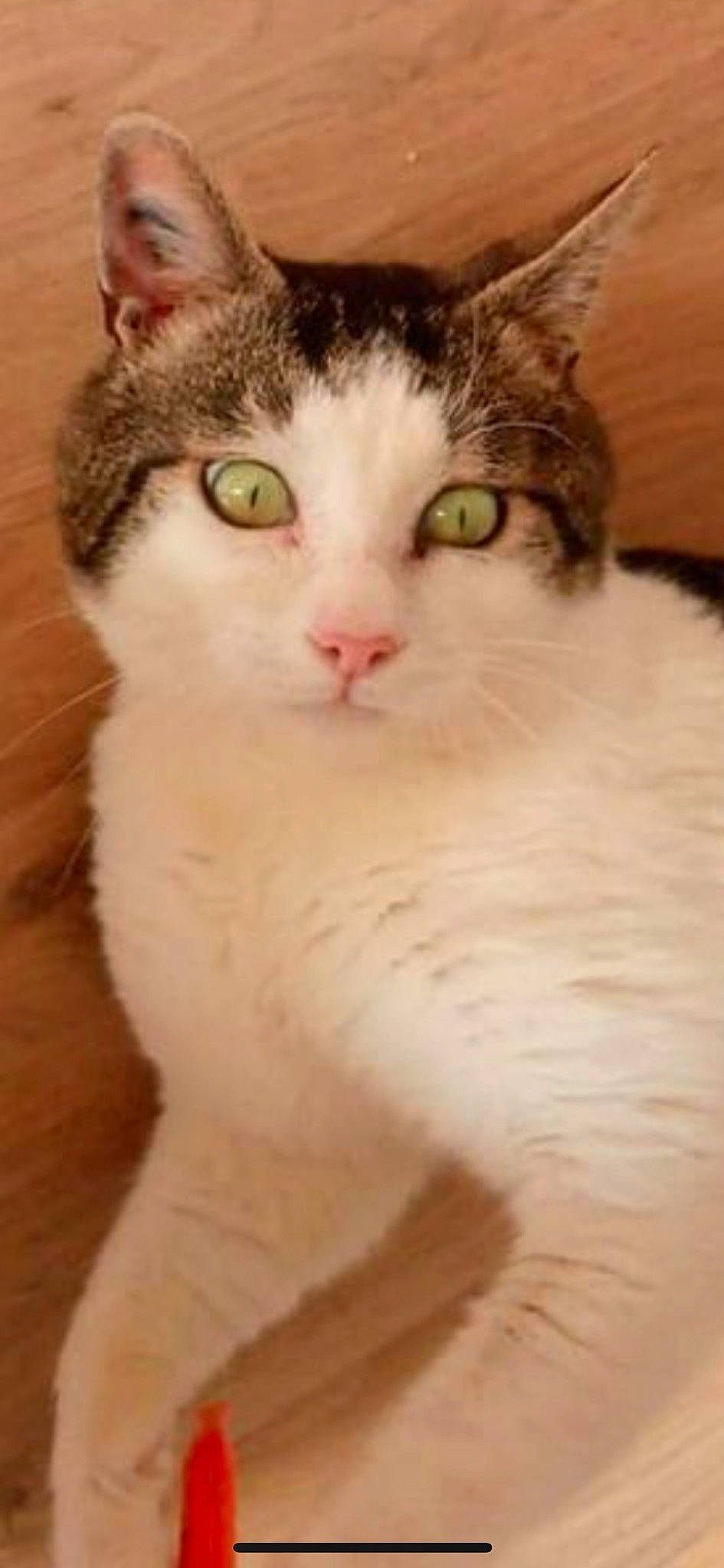 Babachou participe au concours pour gagner de l'argent avec cette photo : aegean_cat, american_wirehair, asian, carnivore, cat, domestic_short_haired_cat, european_shorthair, eye, felidae, fur, kitten, mammal, nose, small_to_medium_sized_cats, snout, tail, turkish_van, whiskers