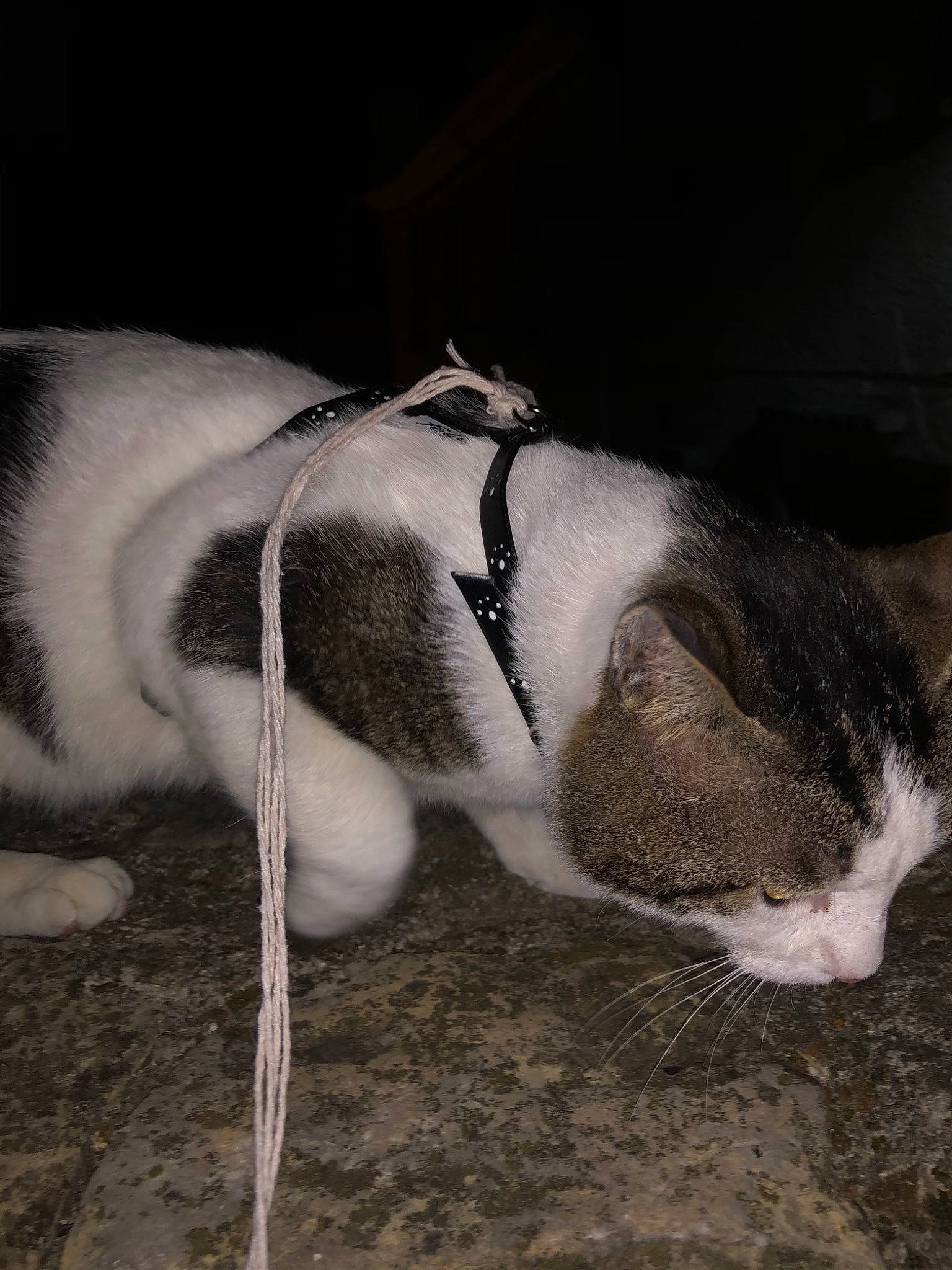 Babachou a rejoint le concours — aidez-le/la à gagner de superbes lots ! carnivore, cat, domestic_short_haired_cat, ear, eye, fawn, felidae, fur, nose, paw, small_to_medium_sized_cats, snout, tail, whiskers