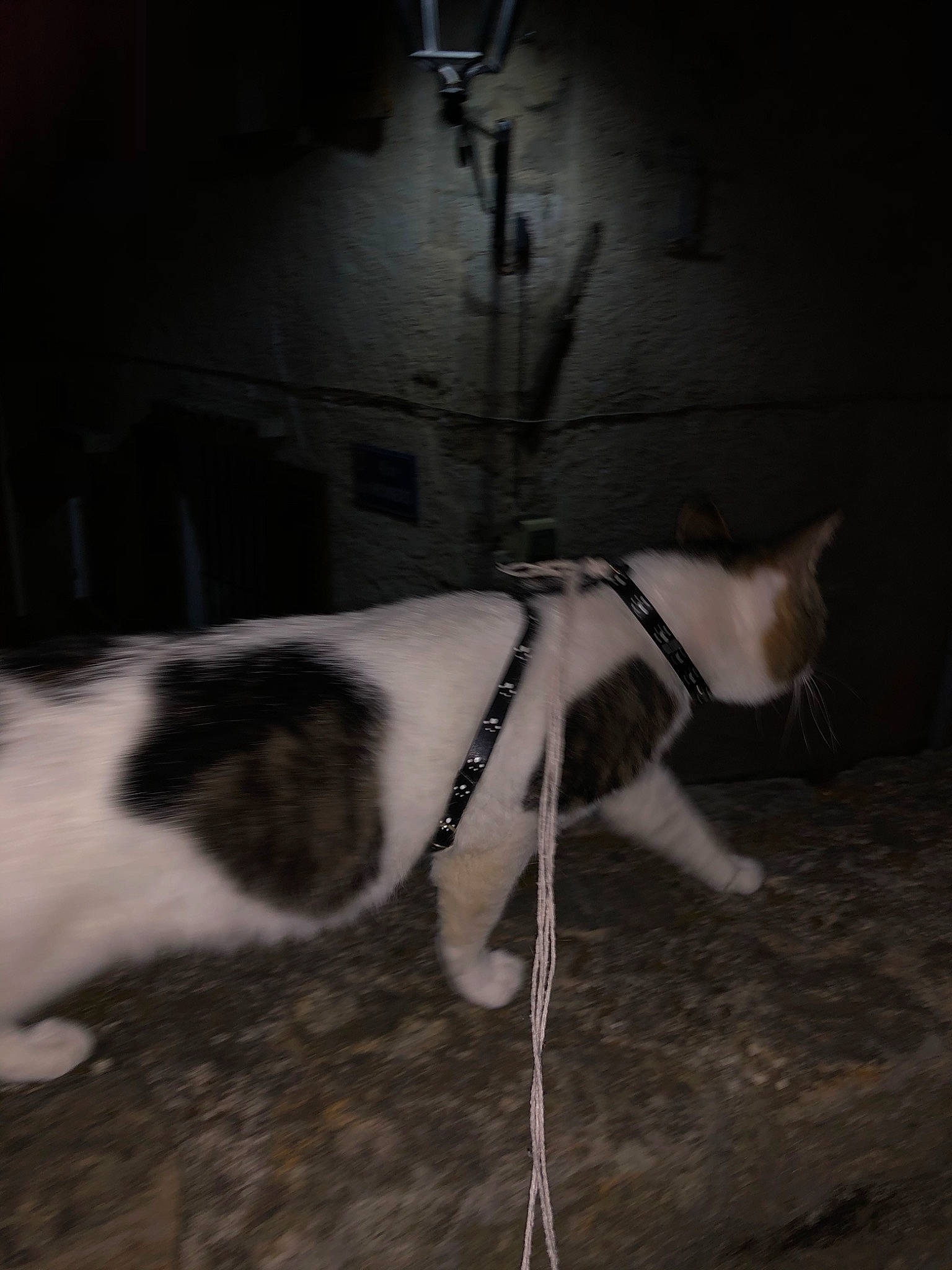 Babachou a rejoint le concours — aidez-le/la à gagner de superbes lots ! canidae, carnivore, cat, dog_breed, ear, fawn, felidae, leash, nose, small_to_medium_sized_cats, snout, tail, whiskers