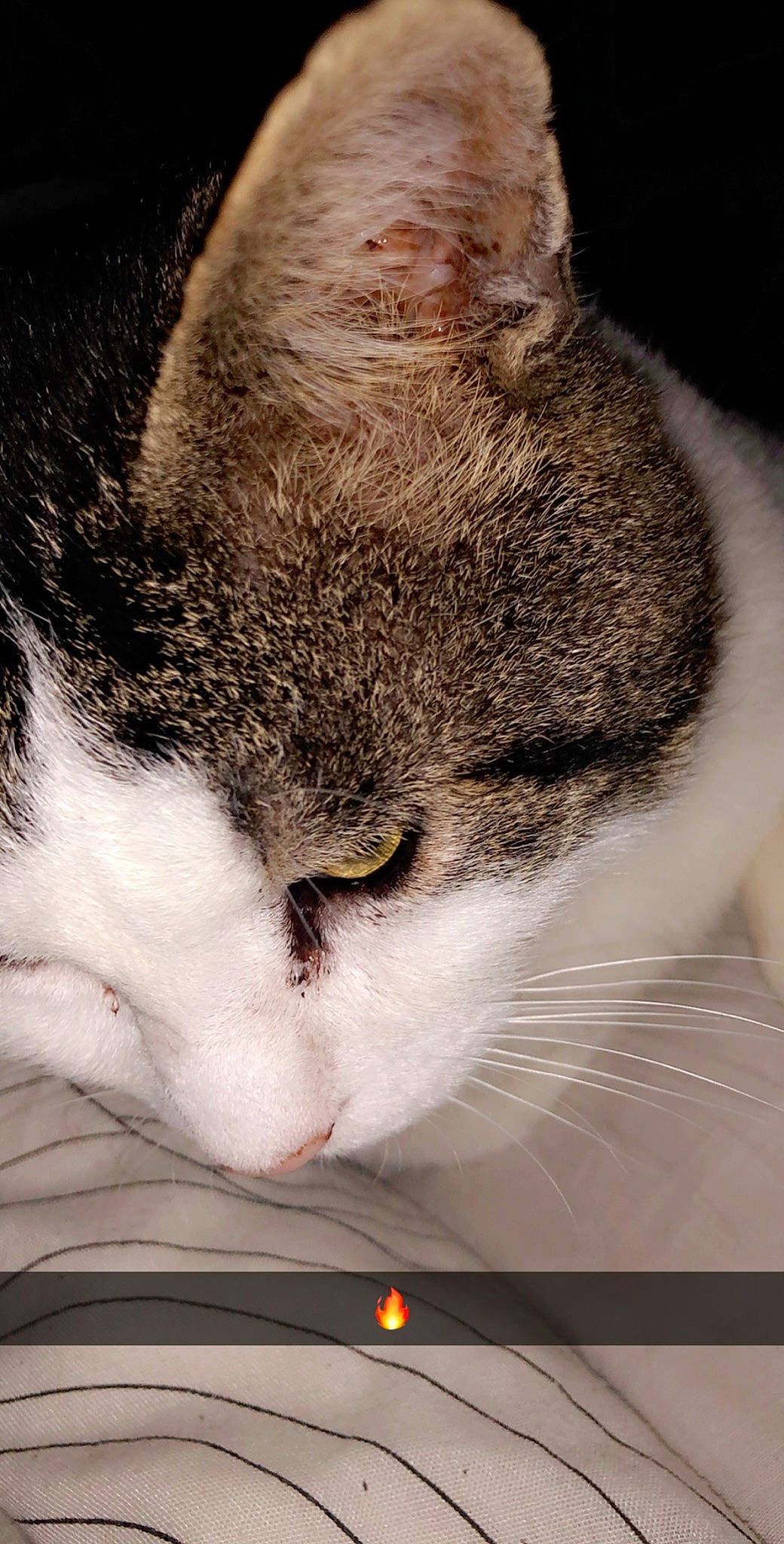 Babachou participe au concours pour gagner de l'argent avec cette photo : aegean_cat, american_wirehair, carnivore, cat, close_up, domestic_short_haired_cat, ear, european_shorthair, eye, felidae, fur, nose, small_to_medium_sized_cats, snout, tabby_cat, whiskers