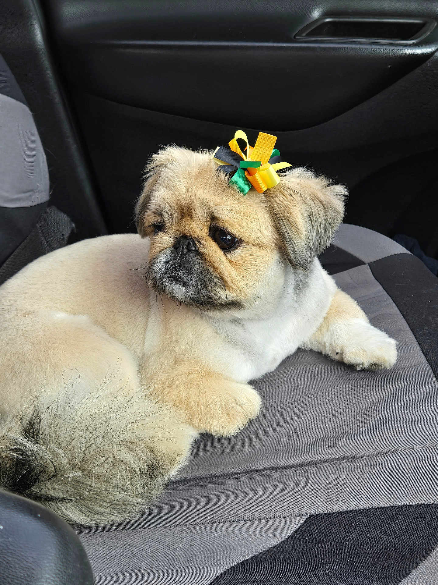 U'I Luna joined the competition — help win amazing prizes! dog, small_dog, pug_mix, beige_fur, bow, ribbon, car_interior, car_seat, seat_cover, furry_tail, pet, portrait, close_up, sitting, paw, whiskers, face, brown_eyes, adorable, groomed