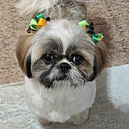 Li'I Li'i joined the competition — help win amazing prizes! adorable, animal, black, bow, brown, carpet, companion, cute, dog, domestic, ears, face, fluffy, fur, indoor, looking_up, pet, playful, small_dog, white