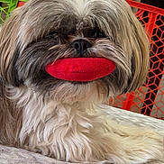 Li'I Li'i is registered to the contest to win money with this photo: animal, closeup, colorful_background, companion, cozy, cute, dog, face, fluffy, fur, furniture, indoor, laying_down, mop_haircut, nose, pet, playful, red_toy, small_dog, toy
