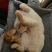 Opie is registered to the contest to win money with this photo: cat, feline, pet, animal, cozy, blanket, soft, fur, tail, paw, cute, resting, indoor, relaxed, whiskers, ears, sleepy, domestic, playful, curled