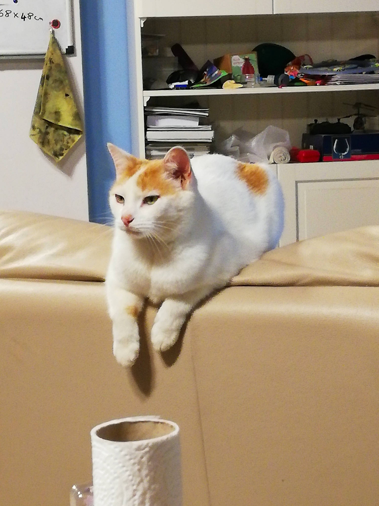 Meedy a rejoint le concours — aidez-le/la à gagner de superbes lots ! carnivore, cat, cat_supply, comfort, couch, domestic_short_haired_cat, fawn, felidae, floor, flooring, fur, furniture, mammal, room, shelf, small_to_medium_sized_cats, tail, textile, whiskers, wood