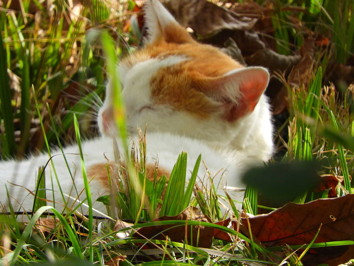 Meedy participe au concours pour gagner de l'argent avec cette photo : botany, carnivore, cat, domestic_short_haired_cat, fawn, felidae, fur, grass, grass_family, groundcover, lawn, organism, plant, small_to_medium_sized_cats, tail, terrestrial_animal, tree, whiskers, wildlife, wood