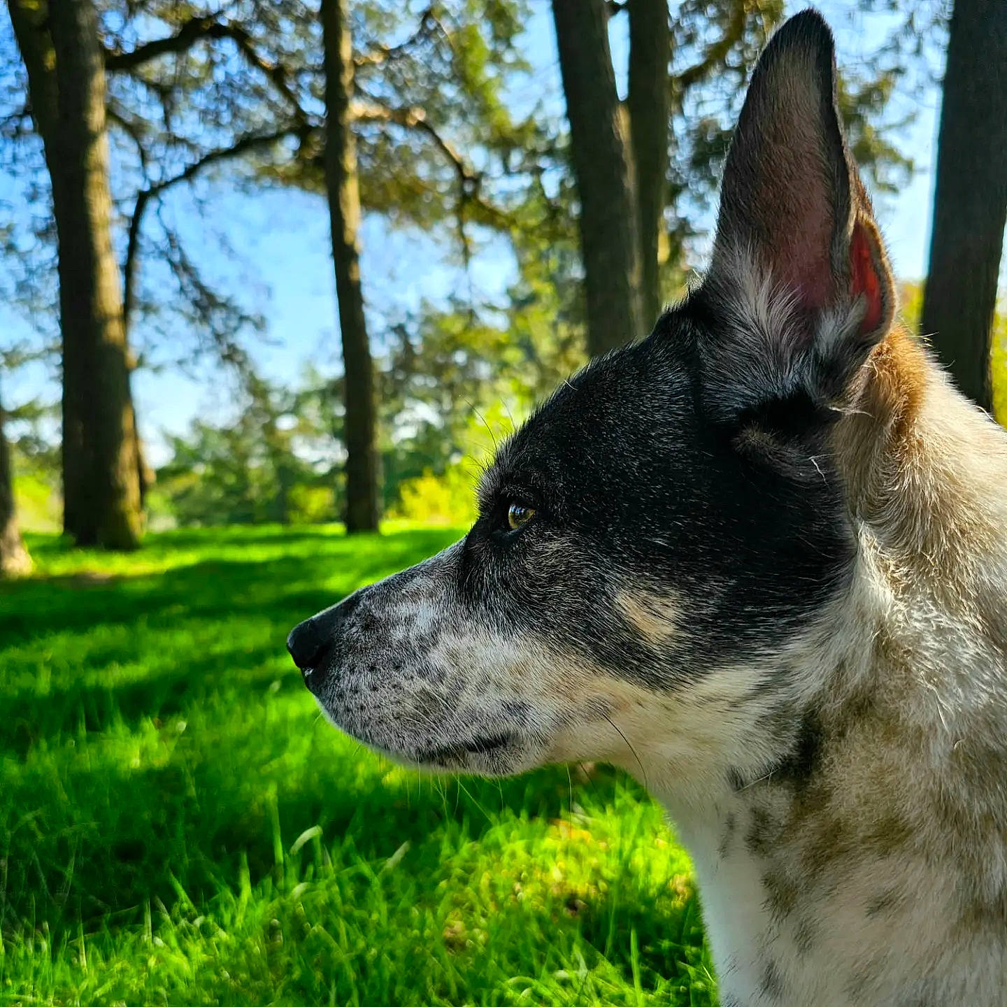 Dakoda joined the competition — help win amazing prizes! australian_cattle_dog, canidae, carnivore, collar, companion_dog, dog, dog_breed, dog_collar, fur, grass, herding_dog, plant, sky, snout, sporting_group, terrestrial_animal, tree, triangle, whiskers, working_animal