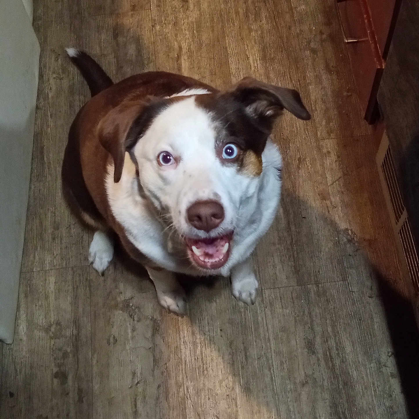 Karma is registered to the contest to win money with this photo: animal, beagle, bodypart, boxer, bulldog, canine, dog, hardwood, hound, husky, indoors, interiordesign, labradorretriever, pet, pitbull, plywood, pointer, puppy, stainedwood, wood