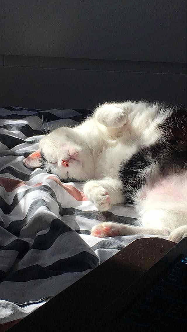 Chiffon a rejoint le concours — aidez-le/la à gagner de superbes lots ! bed_sheet, bedding, carnivore, cat, claw, comfort, darkness, domestic_short_haired_cat, felidae, fur, linens, nap, paw, sleep, small_to_medium_sized_cats, tail, whiskers