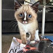 Mazzy is registered to the contest to win money with this photo: kitten, cat, blue_eyes, curious, indoor, living_room, magazine, paws, feline, small, cute, whiskers, fur, table, sofa, glass, close_up, pet, domestic_animal, young