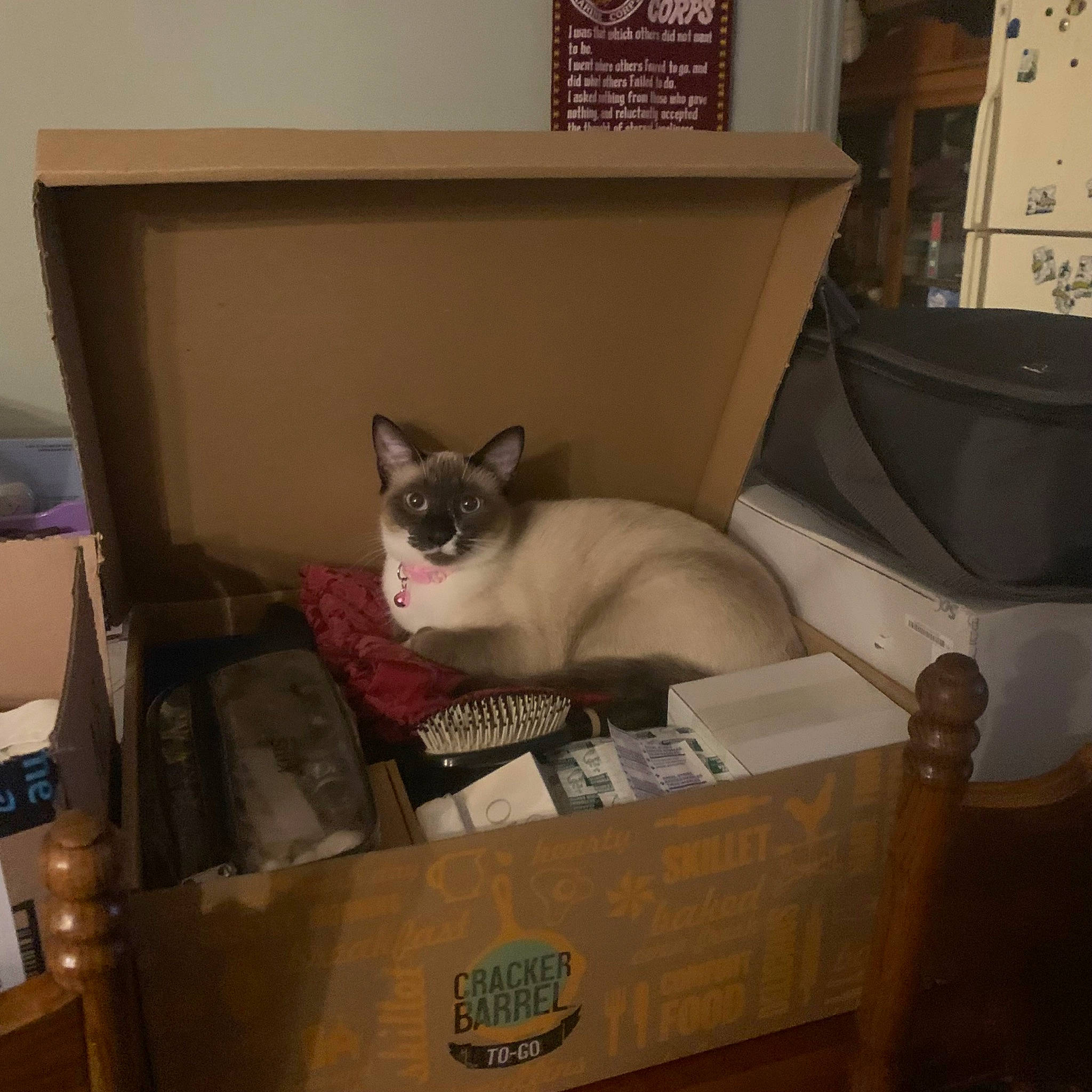 Ms. King joined the competition — help win amazing prizes! balinese, box, cardboard, carnivore, carton, cat, comfort, domestic_short_haired_cat, fawn, felidae, fur, packaging_and_labeling, room, shipping_box, siamese, small_to_medium_sized_cats, tail, thai, tonkinese, whiskers