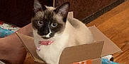Ms. King joined the competition — help win amazing prizes! box, carnivore, carton, cat, cat_supply, comfort, domestic_short_haired_cat, fawn, felidae, packaging_and_labeling, packing_materials, paper_bag, pet_supply, shipping_box, siamese, small_to_medium_sized_cats, snout, tail, whiskers, wood