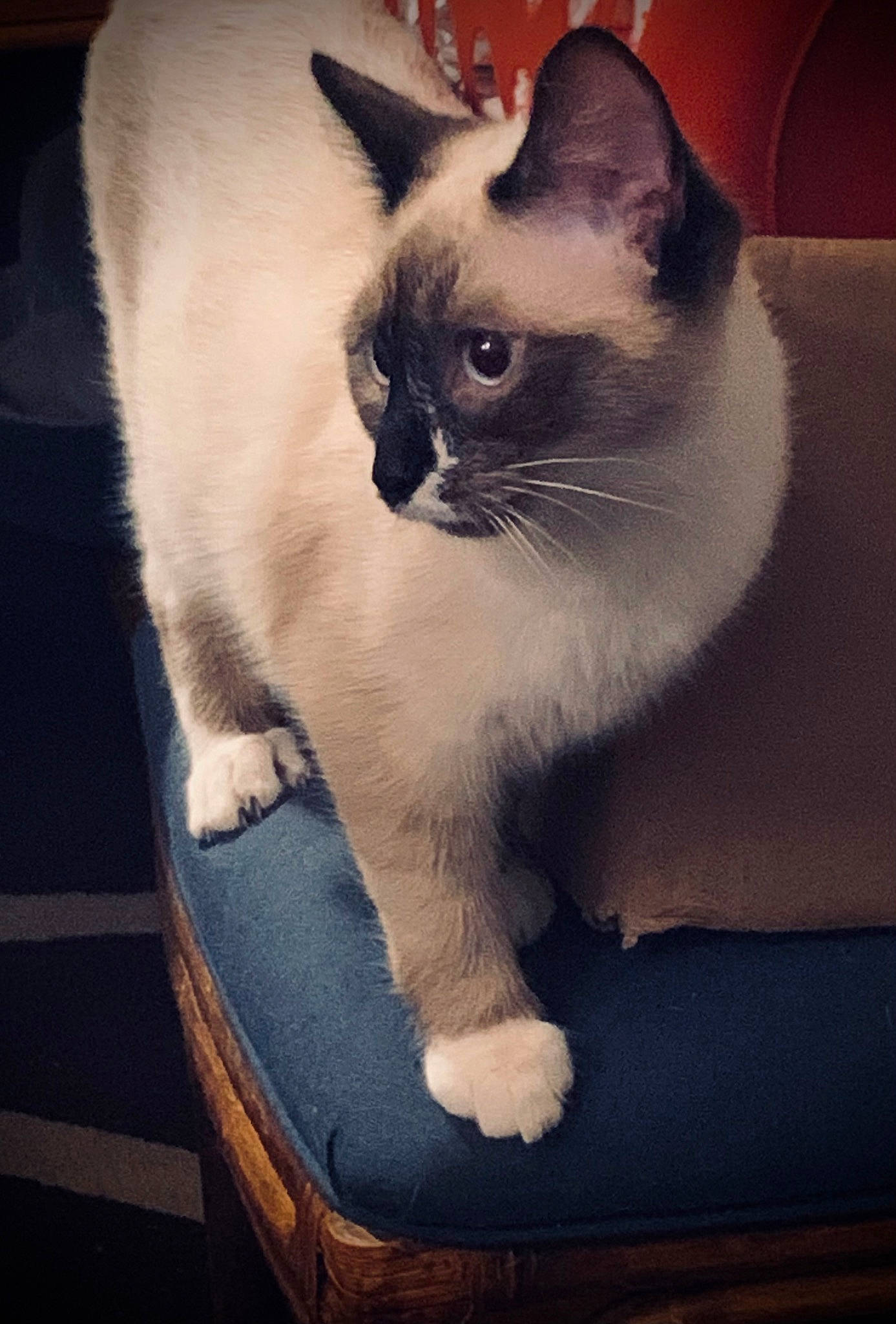 Ms. King is registered to the contest to win money with this photo: birman, box, carnivore, cat, comfort, domestic_short_haired_cat, eye, felidae, foot, fur, head, human_leg, paw, siamese, sitting, small_to_medium_sized_cats, snout, tail, thai, whiskers