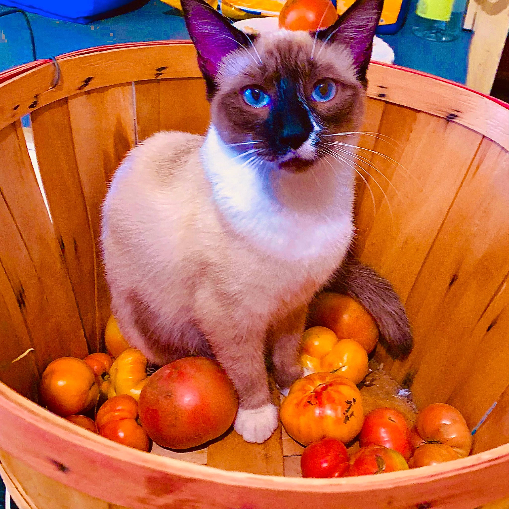 Ms. King joined the competition — help win amazing prizes! carnivore, cat, citrus, clementine, felidae, food, fruit, grapefruit, ingredient, mandarin_orange, natural_foods, orange, rangpur, siamese, small_to_medium_sized_cats, tableware, tangerine, valencia_orange, whiskers, whole_food