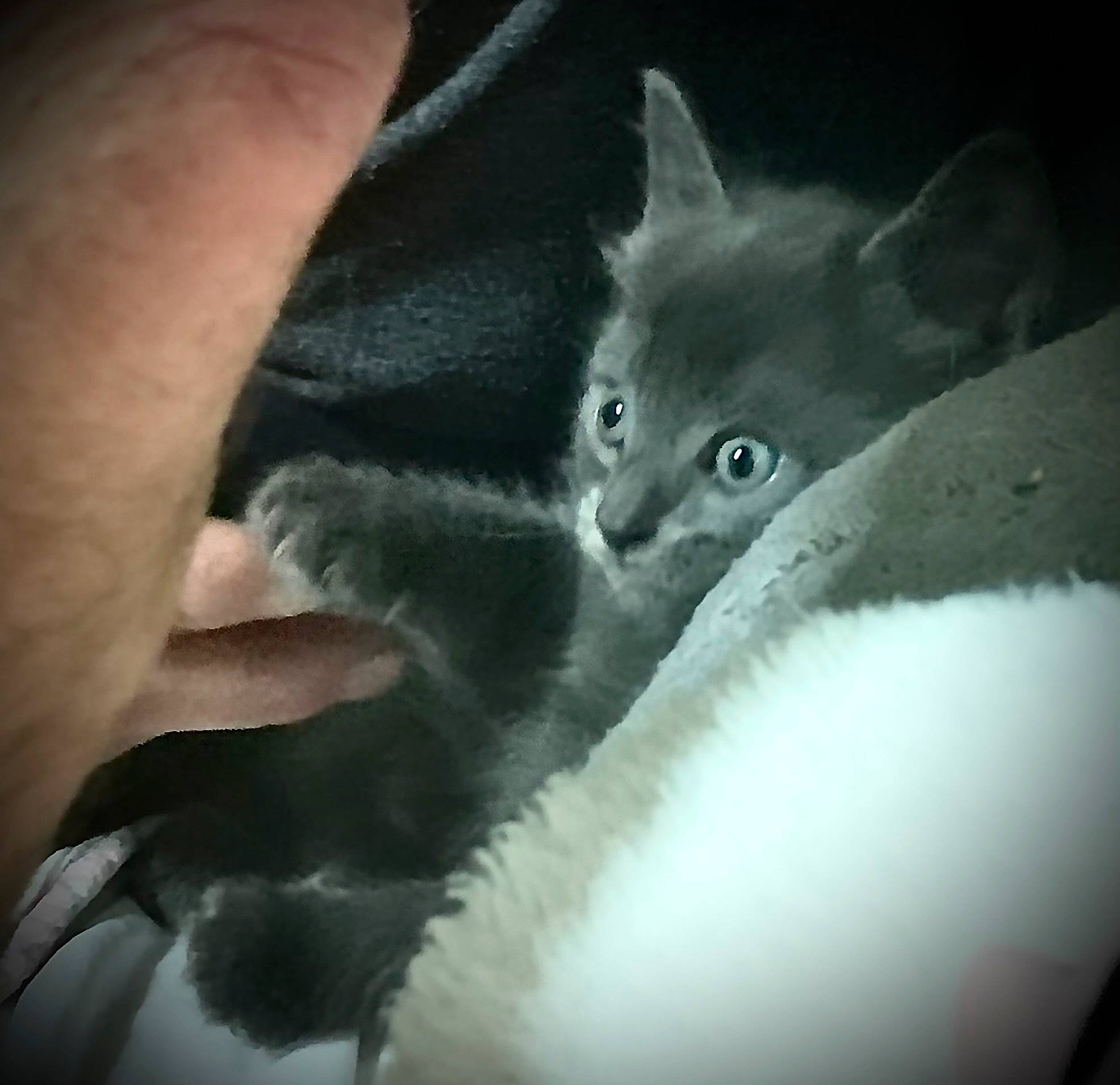 Rain is registered to the contest to win money with this photo: carnivore, cat, close_up, comfort, darkness, domestic_short_haired_cat, ear, felidae, fur, gesture, grey, monochrome, monochrome_photography, paw, russian_blue, small_to_medium_sized_cats, snout, whiskers