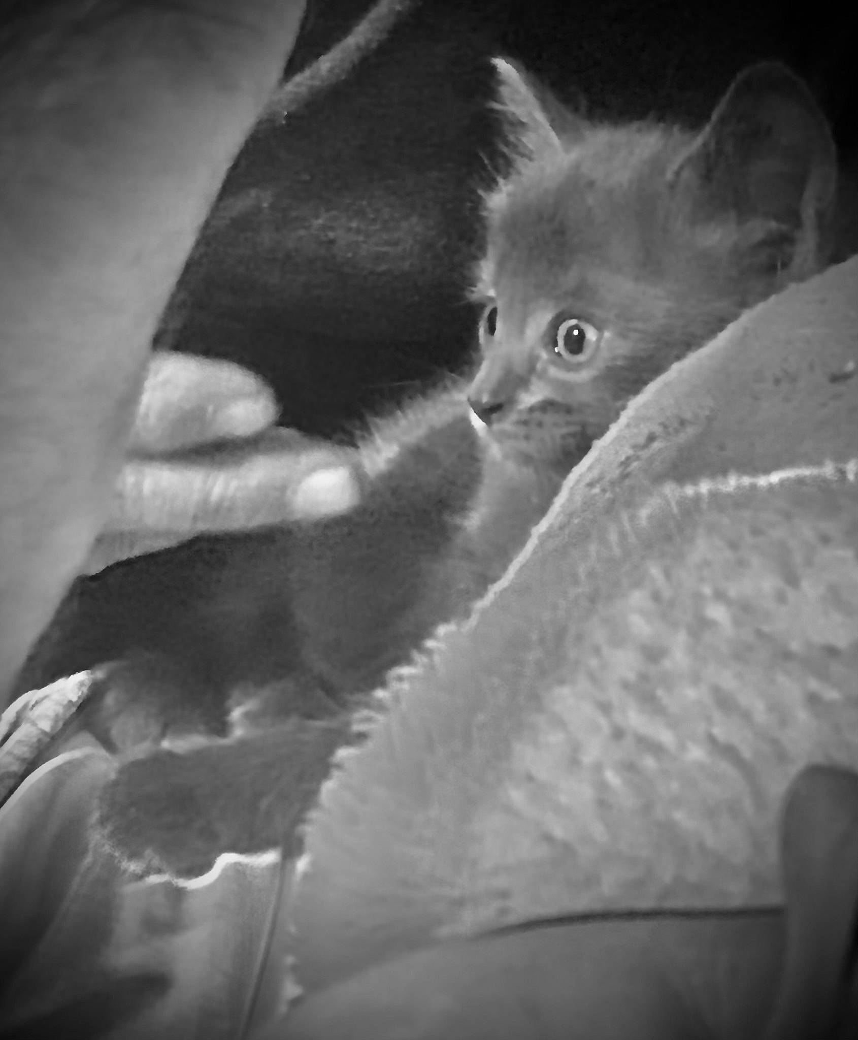 Rain joined the competition — help win amazing prizes! black_and_white, carnivore, cat, cloud, comfort, eye, felidae, gesture, grey, iris, leg, monochrome, monochrome_photography, small_to_medium_sized_cats, snout, style, tail, textile, tints_and_shades, whiskers