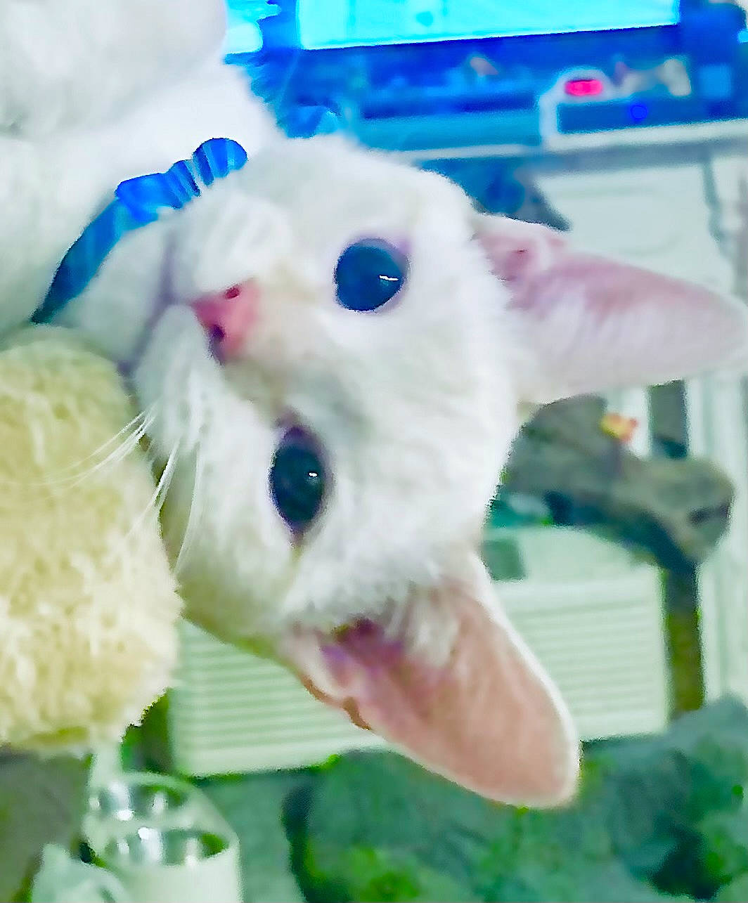 Casper is registered to the contest to win money with this photo: blue, canidae, carnivore, comfort_food, companion_dog, dog_breed, felidae, fur, grass, green, plush, recipe, rice, small_to_medium_sized_cats, sporting_group, stuffed_toy, teddy_bear, toy, whiskers, working_animal