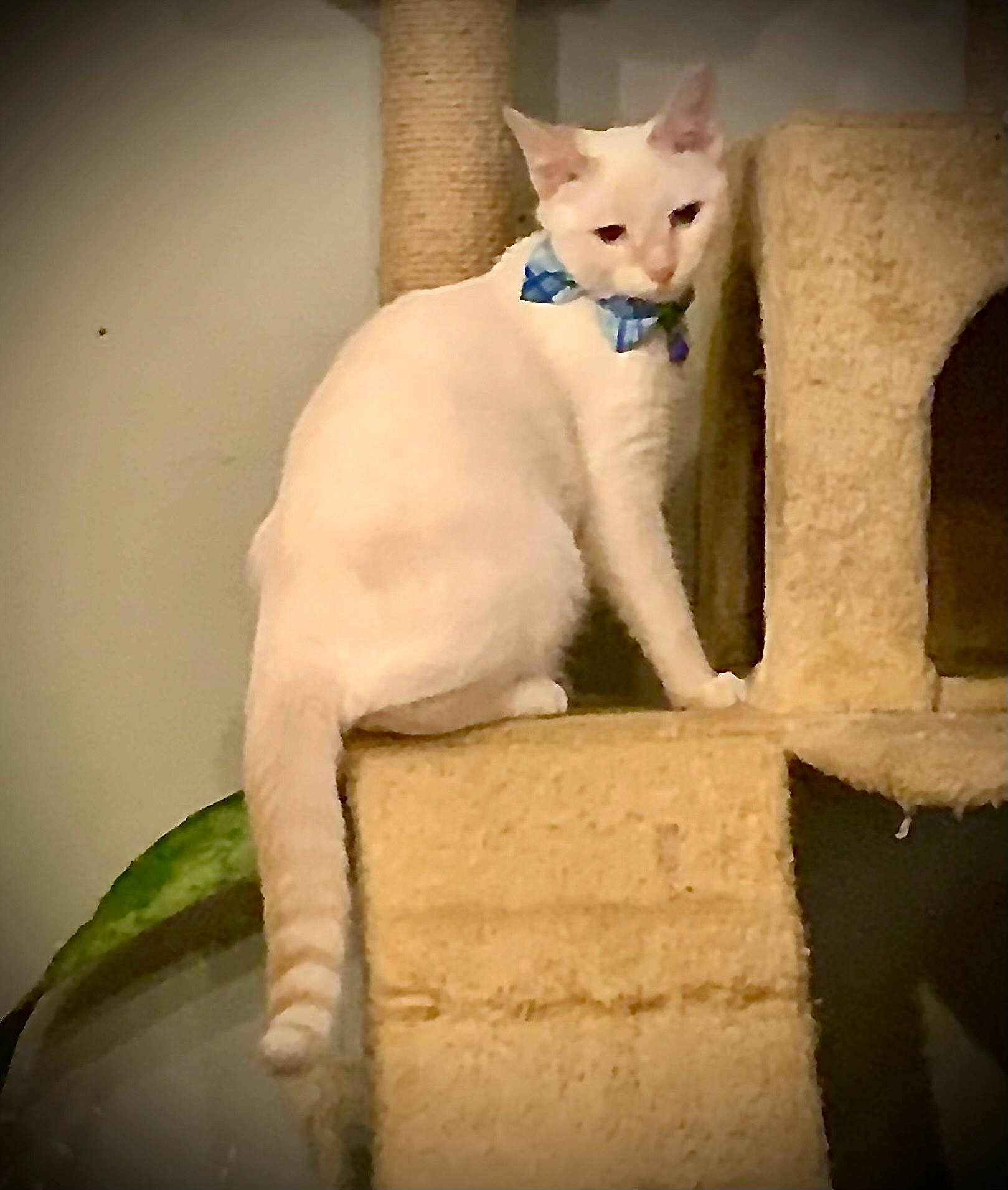 Casper joined the competition — help win amazing prizes! art, carnivore, cat, domestic_short_haired_cat, fawn, felidae, fur, head, paw, small_to_medium_sized_cats, snout, tail, whiskers, window