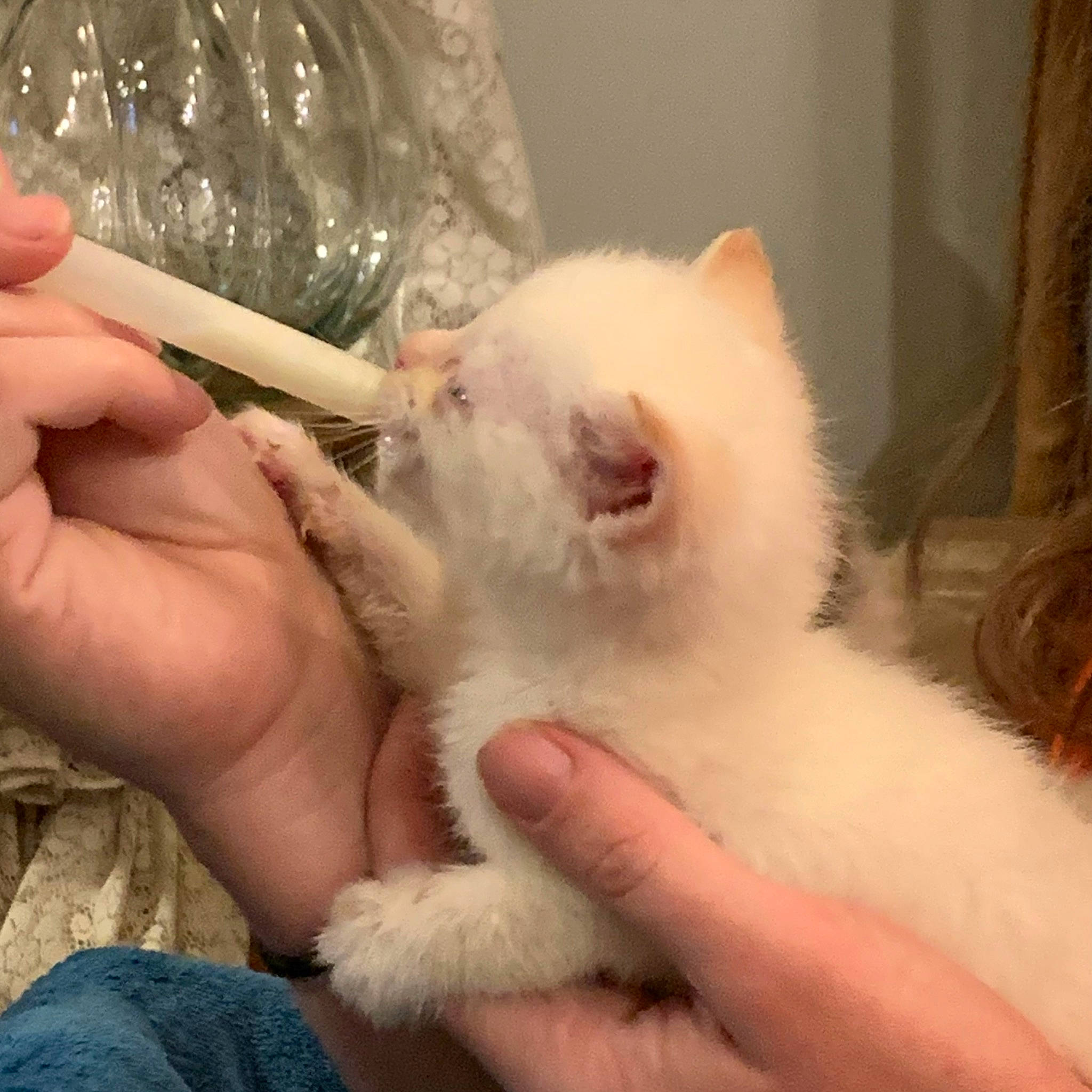 Casper joined the competition — help win amazing prizes! carnivore, cat, claw, comfort_food, curtain, domestic_short_haired_cat, ear, fawn, felidae, finger, fur, gesture, hand, nail, paw, plastic_bag, small_to_medium_sized_cats, snout, whiskers