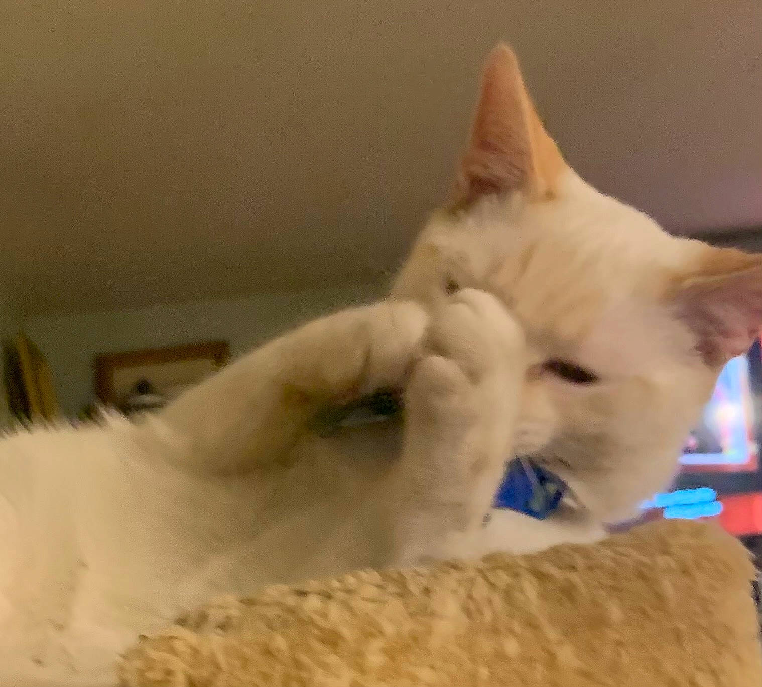 Casper joined the competition — help win amazing prizes! bed, canidae, carnivore, cat, claw, comfort, domestic_short_haired_cat, fawn, felidae, fur, gesture, nap, paw, sleep, small_to_medium_sized_cats, snout, tail, whiskers