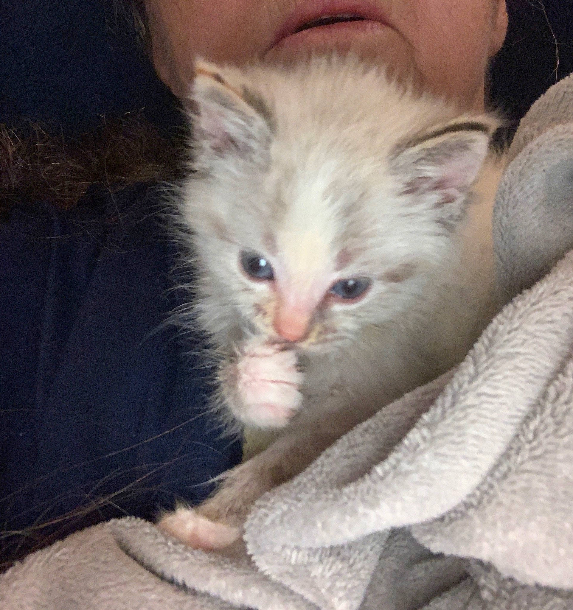 Nala joined the competition — help win amazing prizes! carnivore, cat, claw, comfort, domestic_short_haired_cat, ear, eye, fawn, felidae, fur, gesture, human_body, norwegian_forest_cat, paw, small_to_medium_sized_cats, snout, terrestrial_animal, whiskers