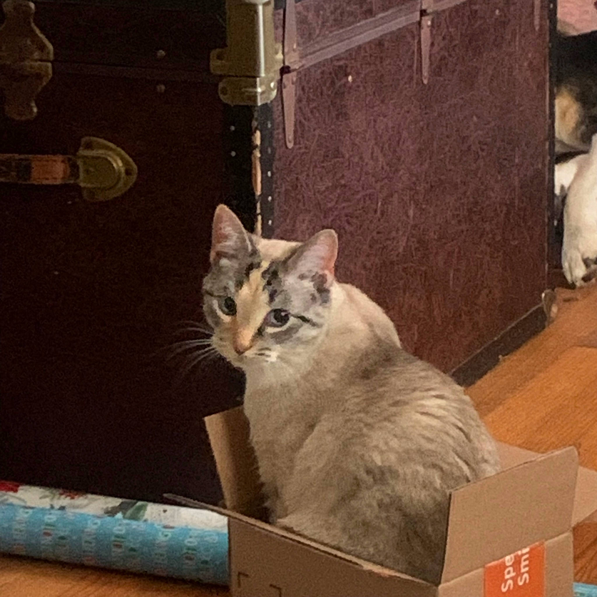 Nala is registered to the contest to win money with this photo: box, cardboard, carnivore, cat, domestic_short_haired_cat, door, fawn, felidae, fur, line, metal, photo_caption, shipping_box, small_to_medium_sized_cats, snout, tail, wheel, whiskers, window, wood