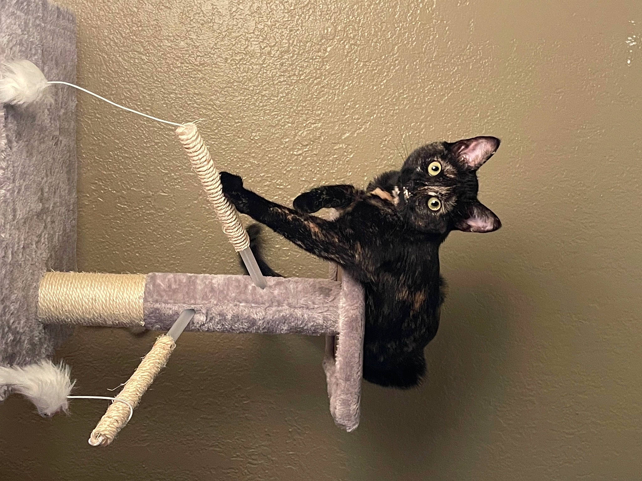 Miracle is registered to the contest to win money with this photo: black_cat, bombay, carnivore, cat, domestic_short_haired_cat, felidae, fur, grey, metal, paw, shadow, small_to_medium_sized_cats, still_life_photography, tail, terrestrial_animal, tree, twig, whiskers, window, wood