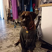 Smoothie participe au concours pour gagner de l'argent avec cette photo : animal, brown_dog, chair, clothes_hanging, clothing, collar, curious, dog, domestic, floor, furniture, household, indoor, marble_floor, pet, shoes, sitting, tag, tshirt, white_paws