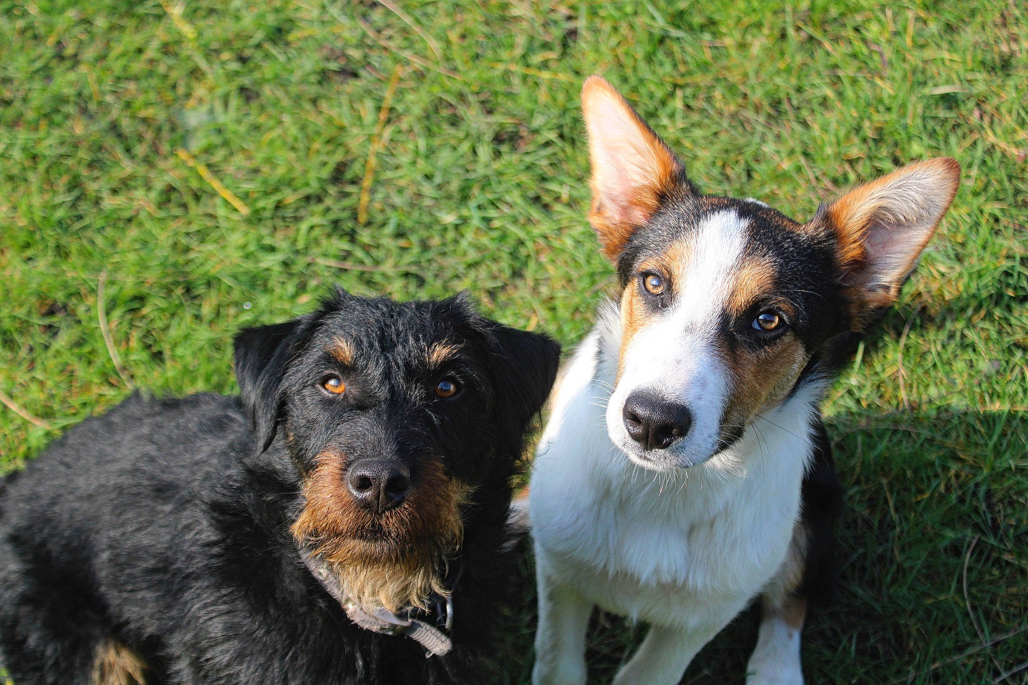 Reese a rejoint le concours — aidez-le/la à gagner de superbes lots ! canidae, carnivore, companion_dog, dog, dog_breed, grass, guard_dog, herding_dog, plant, snout, sporting_group, terrestrial_animal, vertebrate, whiskers, working_dog