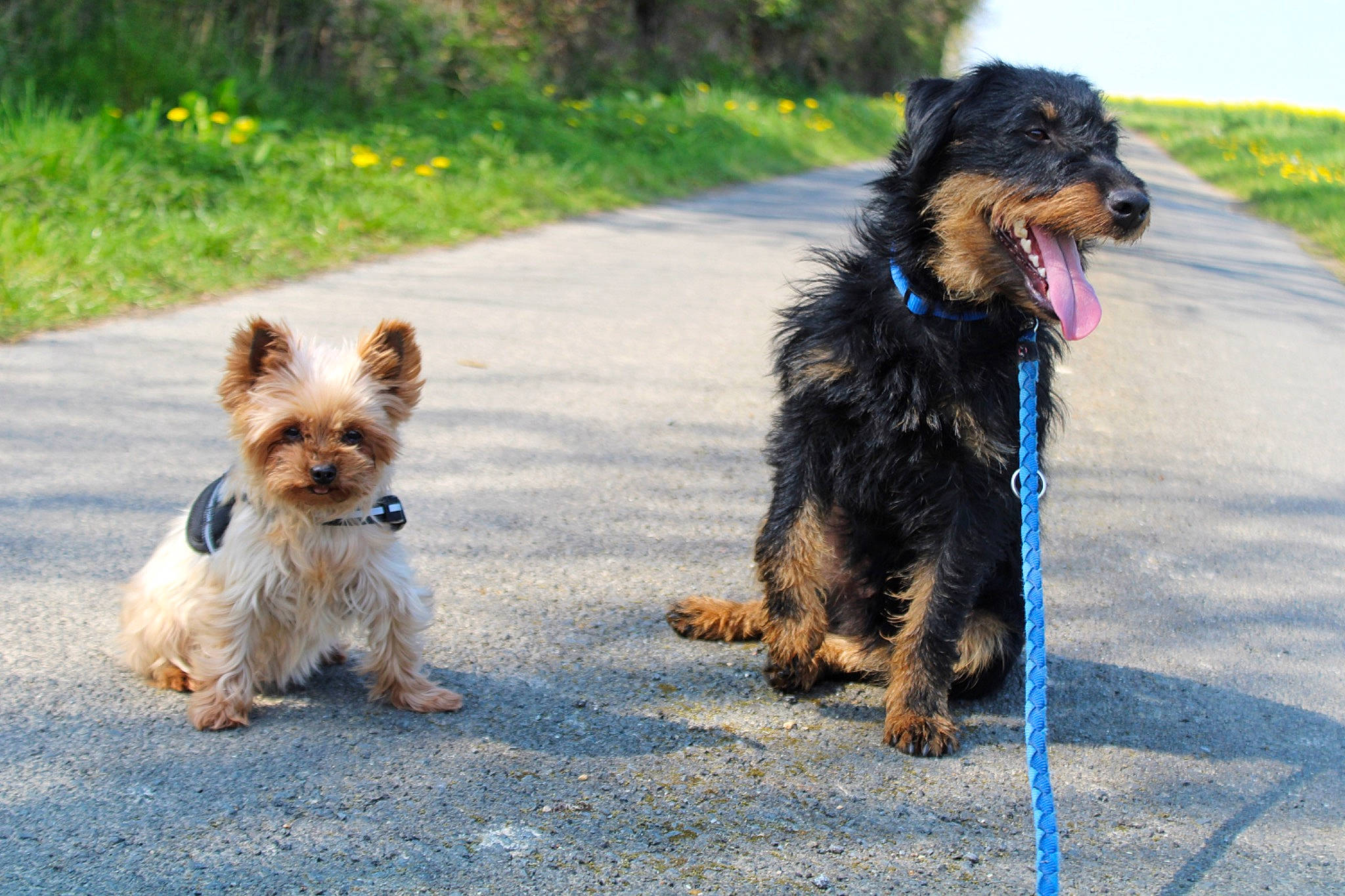 Reese a rejoint le concours — aidez-le/la à gagner de superbes lots ! canidae, carnivore, collar, companion_dog, dog, dog_breed, dog_collar, dog_supply, dog_walking, flower, grass, leash, plant, small_terrier, snout, sporting_group, terrier, toy_dog, water_dog, working_animal