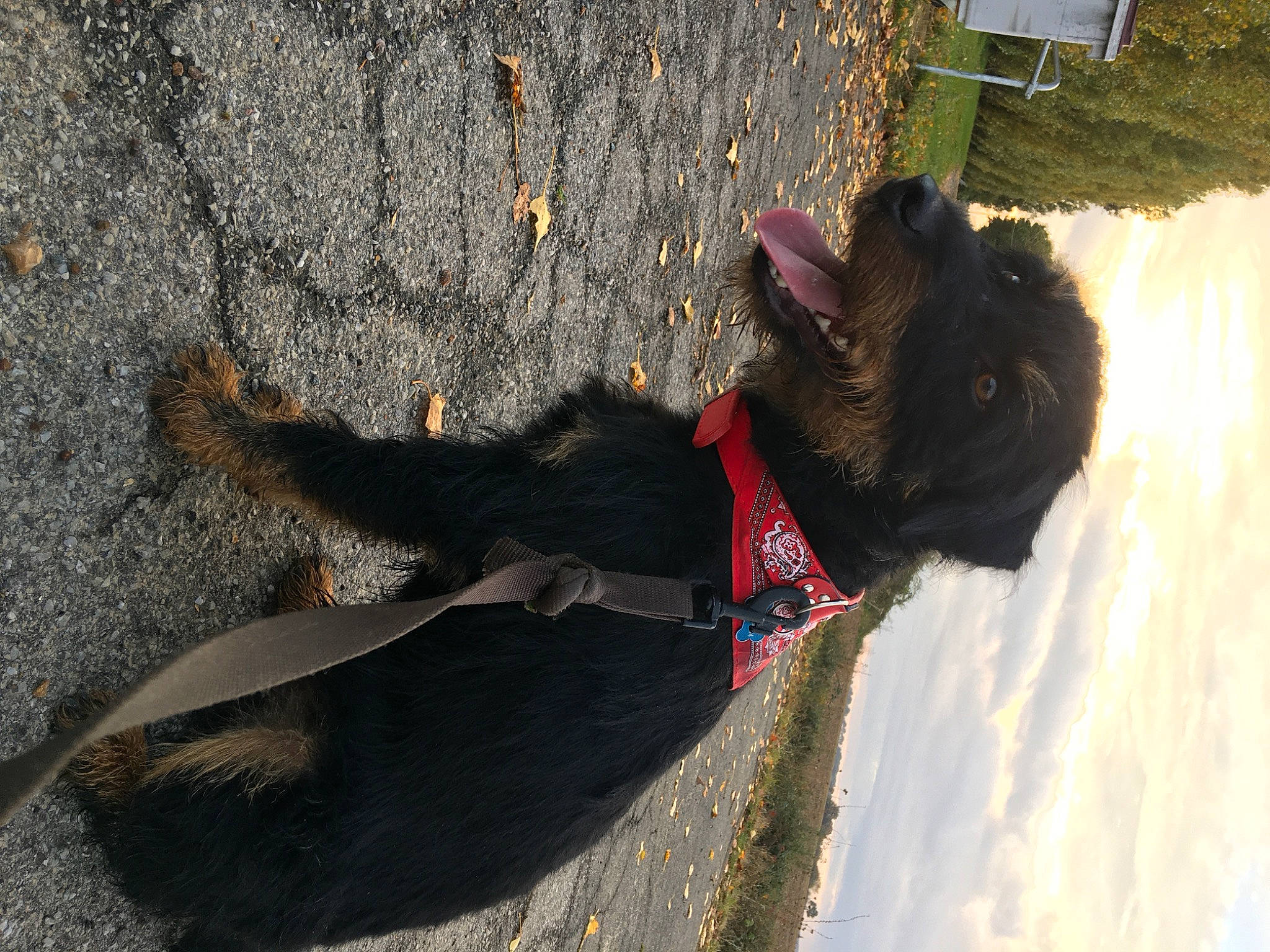 Reese a rejoint le concours — aidez-le/la à gagner de superbes lots ! asphalt, canidae, carnivore, collar, companion_dog, dog, dog_breed, dog_collar, dog_supply, fashion_accessory, fawn, fur, leash, pet_supply, road_surface, shadow, snout, sporting_group, tail, working_animal