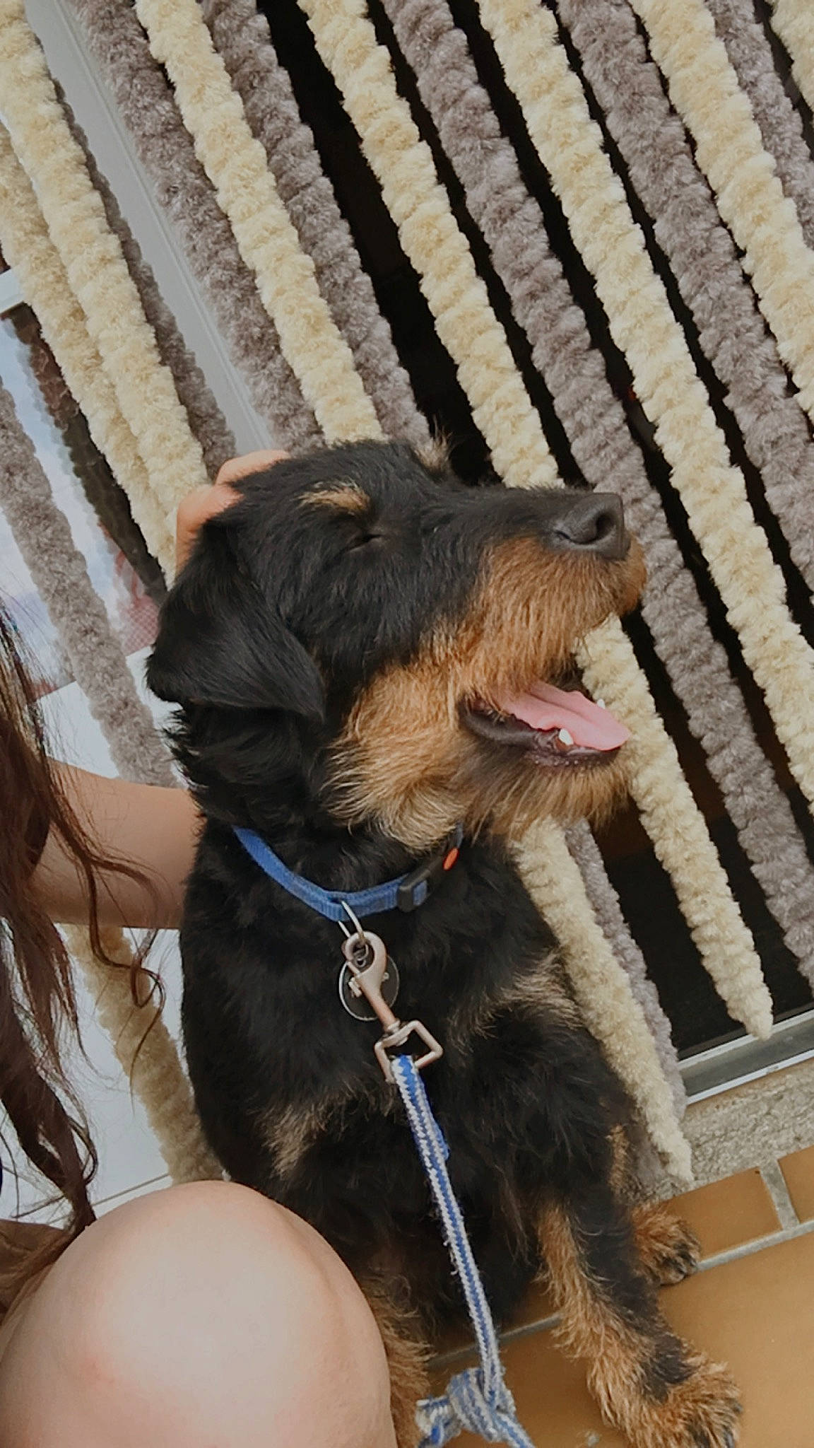 Reese a rejoint le concours — aidez-le/la à gagner de superbes lots ! carnivore, collar, companion_dog, dog, dog_breed, dog_collar, dog_supply, fashion_accessory, fur, leash, liver, pet_supply, snout, sporting_group, window, working_animal, working_dog