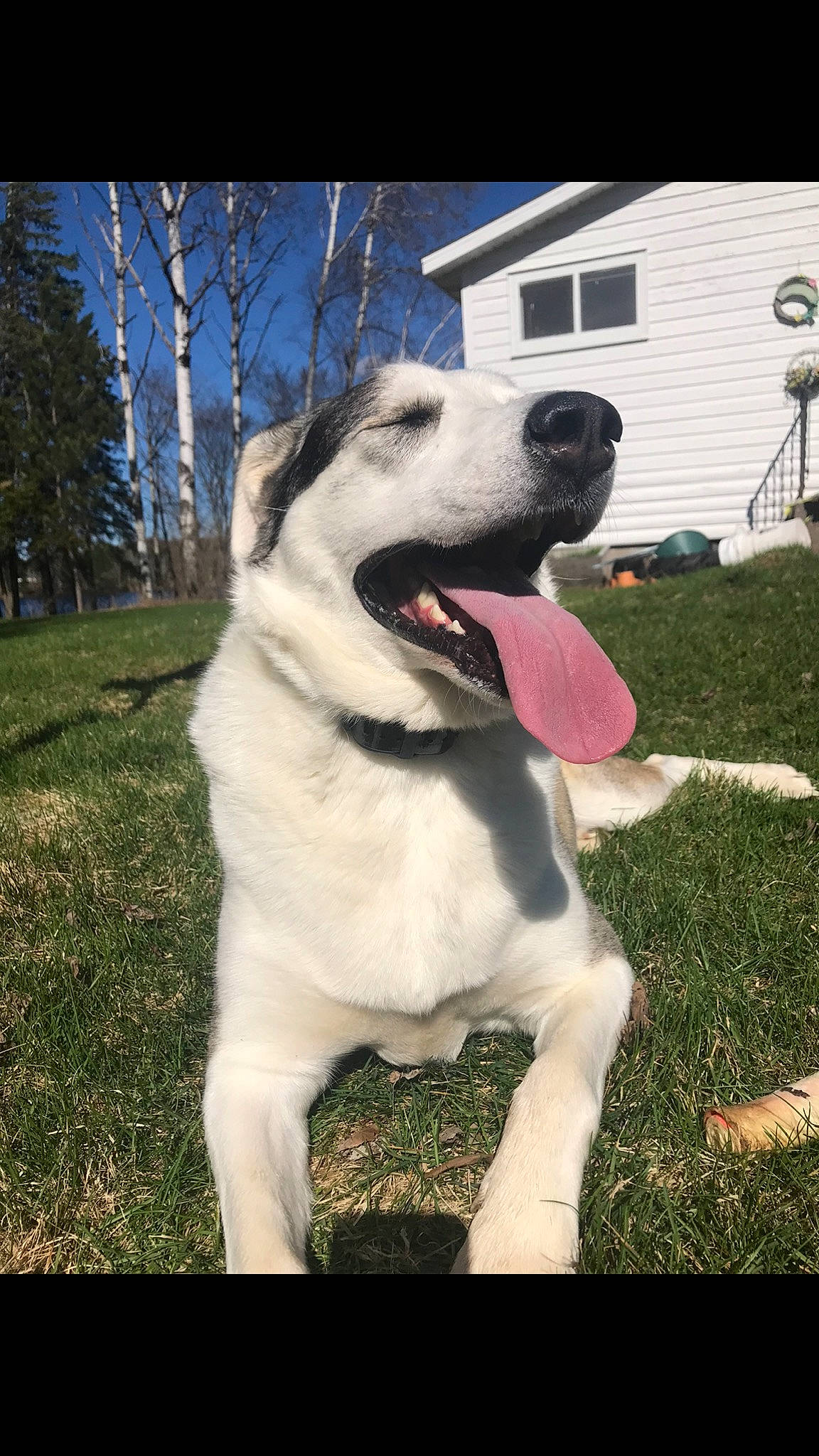 Luna is registered to the contest to win money with this photo: backyard, canidae, carnivore, collar, companion_dog, cottage, dog, dog_breed, dog_collar, lawn, snout, sporting_group, tongue, tooth, working_animal, working_dog, yard