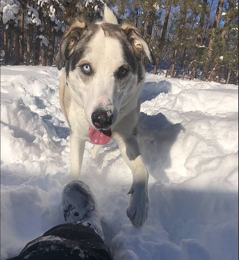 Luna joined the competition — help win amazing prizes! canidae, carnivore, companion_dog, dog, dog_breed, freezing, glacial_landform, ice, ice_cap, northern_hardwood_forest, precipitation, snout, snow, sporting_group, whiskers, winter, working_animal, working_dog