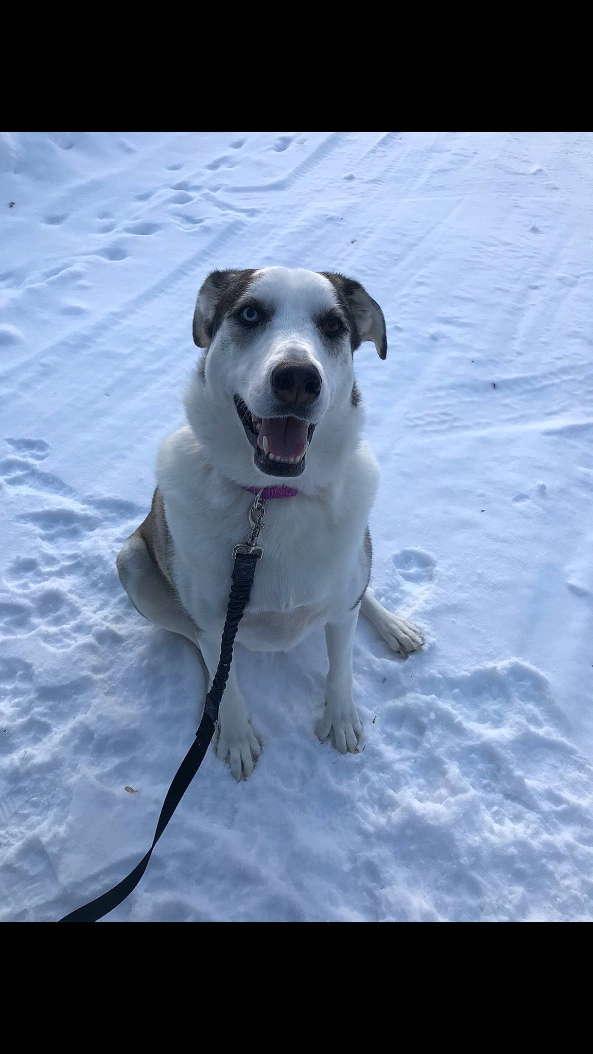 Luna is registered to the contest to win money with this photo: arctic, canidae, carnivore, collar, companion_dog, dog, dog_breed, dog_collar, freezing, geological_phenomenon, glacial_landform, ice, precipitation, snout, snow, sporting_group, tail, winter, working_animal, working_dog