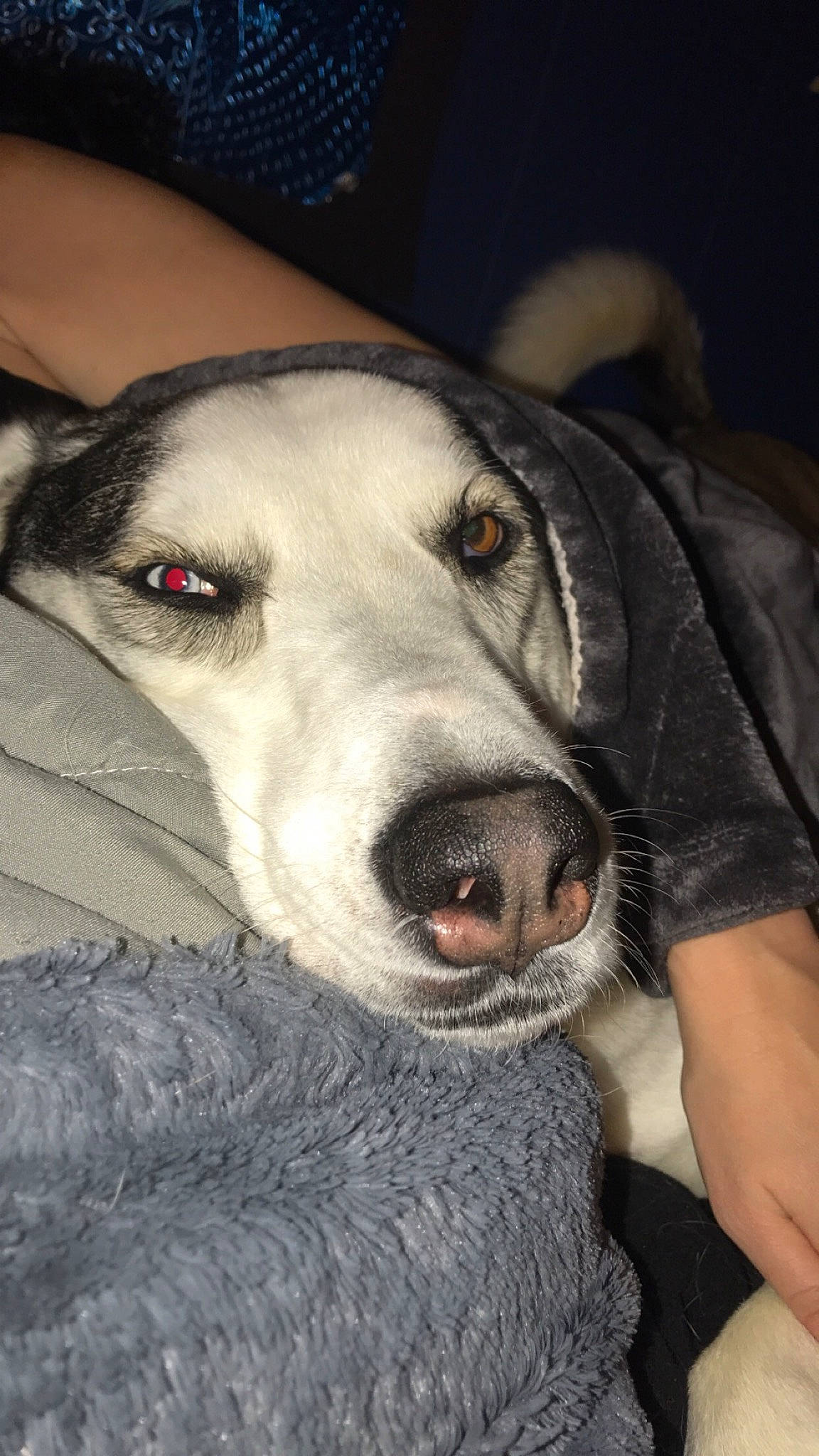 Luna joined the competition — help win amazing prizes! canidae, carnivore, comfort, companion_dog, dog, dog_breed, fur, grey, iris, jaw, organ, snout, sporting_group, tongue, vertebrate, whiskers, working_animal, working_dog