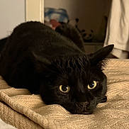 Emberly joined the competition — help win amazing prizes! black_cat, cat, pet, animal, feline, lying_down, blanket, cozy, indoor, yellow_eyes, close_up, fur, whiskers, ears, resting, bedroom, soft_texture, cute, domestic_animal, quiet