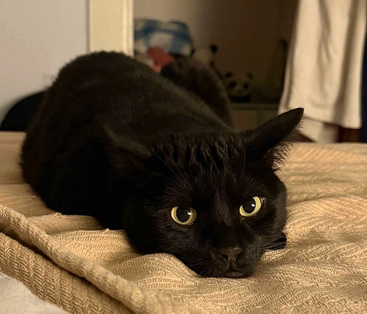 Emberly joined the competition — help win amazing prizes! black_cat, cat, pet, animal, feline, lying_down, blanket, cozy, indoor, yellow_eyes, close_up, fur, whiskers, ears, resting, bedroom, soft_texture, cute, domestic_animal, quiet