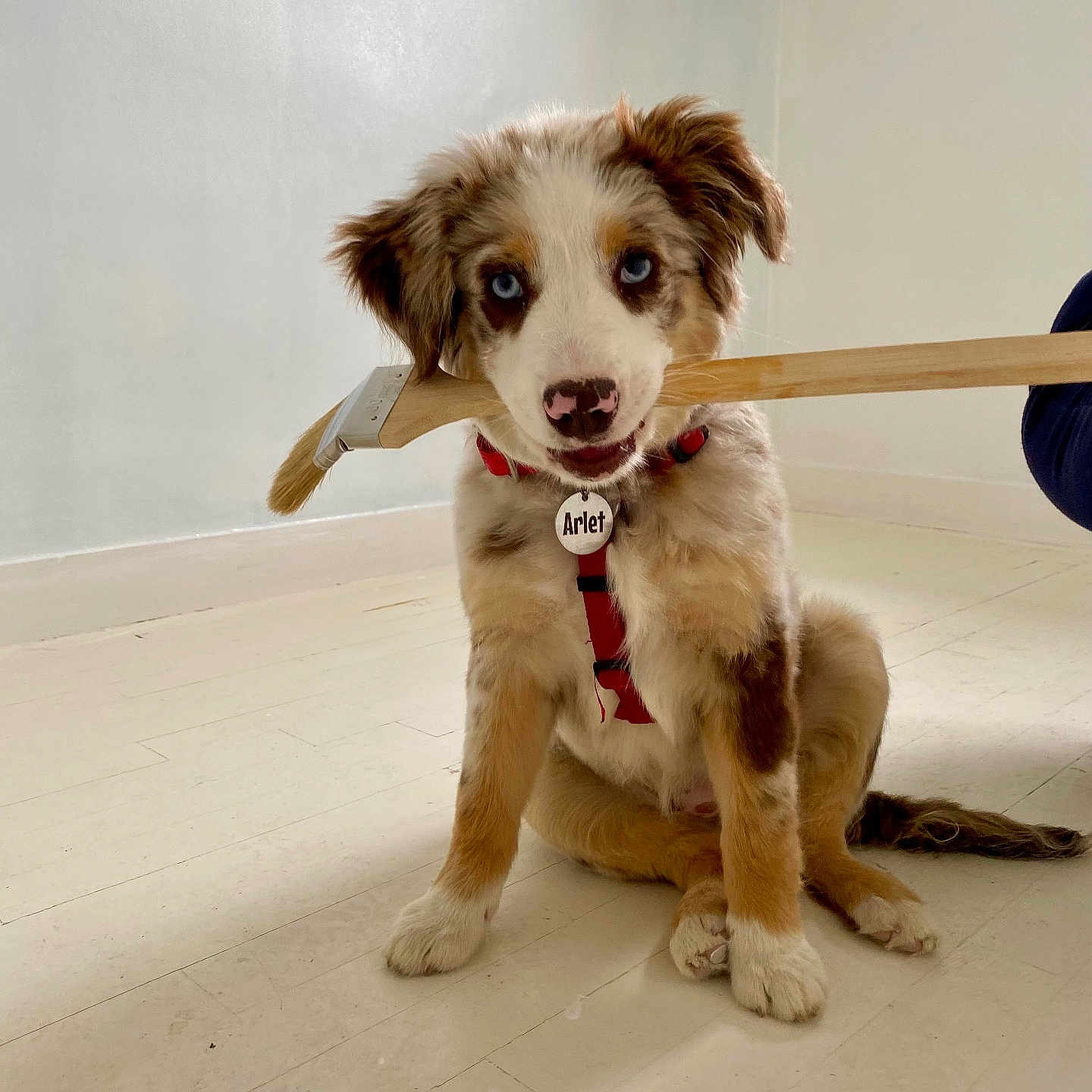 Arlet a rejoint le concours — aidez-le/la à gagner de superbes lots ! adorable, animal, blue_eyes, canine, cute, dog, domestic_animal, floor, fur, indoor, minimalist, paintbrush, pet, playful, puppy, red_harness, sitting, tag, white_floor, young_dog