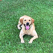 Jeaux-Wbd joined the competition — help win amazing prizes! animal, canine, collar, dog, friendly, fur, golden_retriever, grass, greenery, happy, labrador, lying_down, nature, outdoor, park, pet, playful, smiling, summer, tongue_out