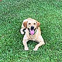 animal, canine, collar, dog, friendly, fur, golden_retriever, grass, greenery, happy, labrador, lying_down, nature, outdoor, park, pet, playful, smiling, summer, tongue_out