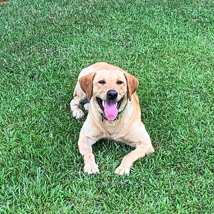 Jeaux-Wbd joined the competition — help win amazing prizes! animal, canine, collar, dog, friendly, fur, golden_retriever, grass, greenery, happy, labrador, lying_down, nature, outdoor, park, pet, playful, smiling, summer, tongue_out