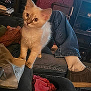 Noodles is registered to the contest to win money with this photo: kitten, cat, animal, pet, feline, indoor, couch, person, legs, jeans, sock, shoe, living_room, blanket, plastic_bag, furniture, cozy, curious, domestic, resting