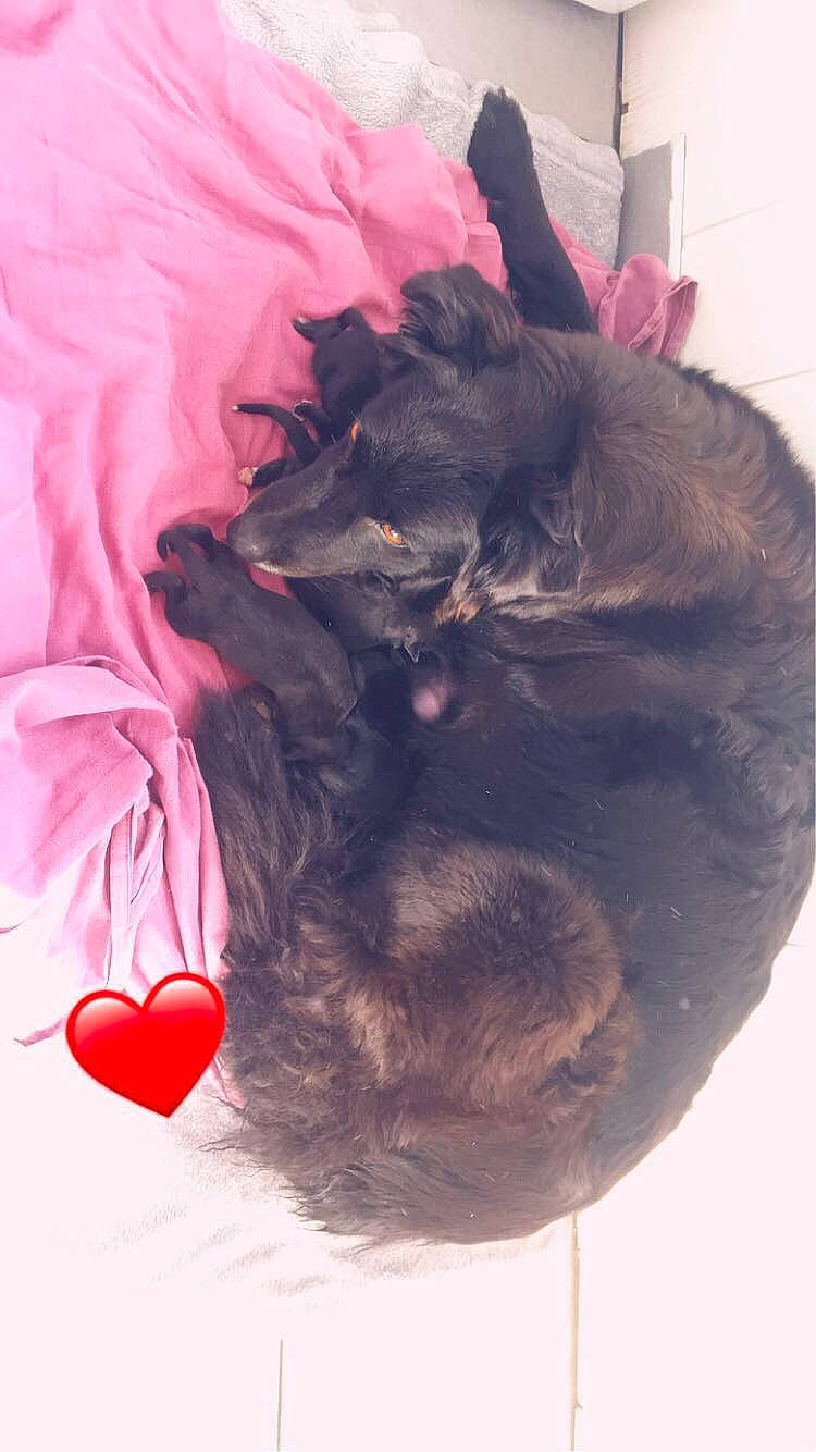 Calie participe au concours pour gagner de l'argent avec cette photo : balloon, carmine, carnivore, comfort, companion_dog, dog, dog_breed, dog_supply, ear, fawn, felidae, fur, liver, magenta, paw, petal, pink, sporting_group, tail, whiskers