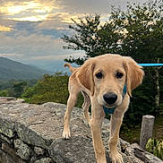 Asher joined the competition — help win amazing prizes! dog, puppy, golden_retriever, pet, animal, outdoors, mountains, sunset, sky, clouds, trees, forest, stone_wall, rock, landscape, nature, hiking, adventure, collar, blue_leash