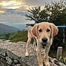 dog, puppy, golden_retriever, pet, animal, outdoors, mountains, sunset, sky, clouds, trees, forest, stone_wall, rock, landscape, nature, hiking, adventure, collar, blue_leash