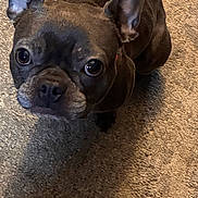 Zoey joined the competition — help win amazing prizes! animal, ball, brown, canine, carpet, companion, cute, dog, domestic, ears, eyes, face, french_bulldog, fur, indoor, looking_up, pet, playful, small_dog, toy