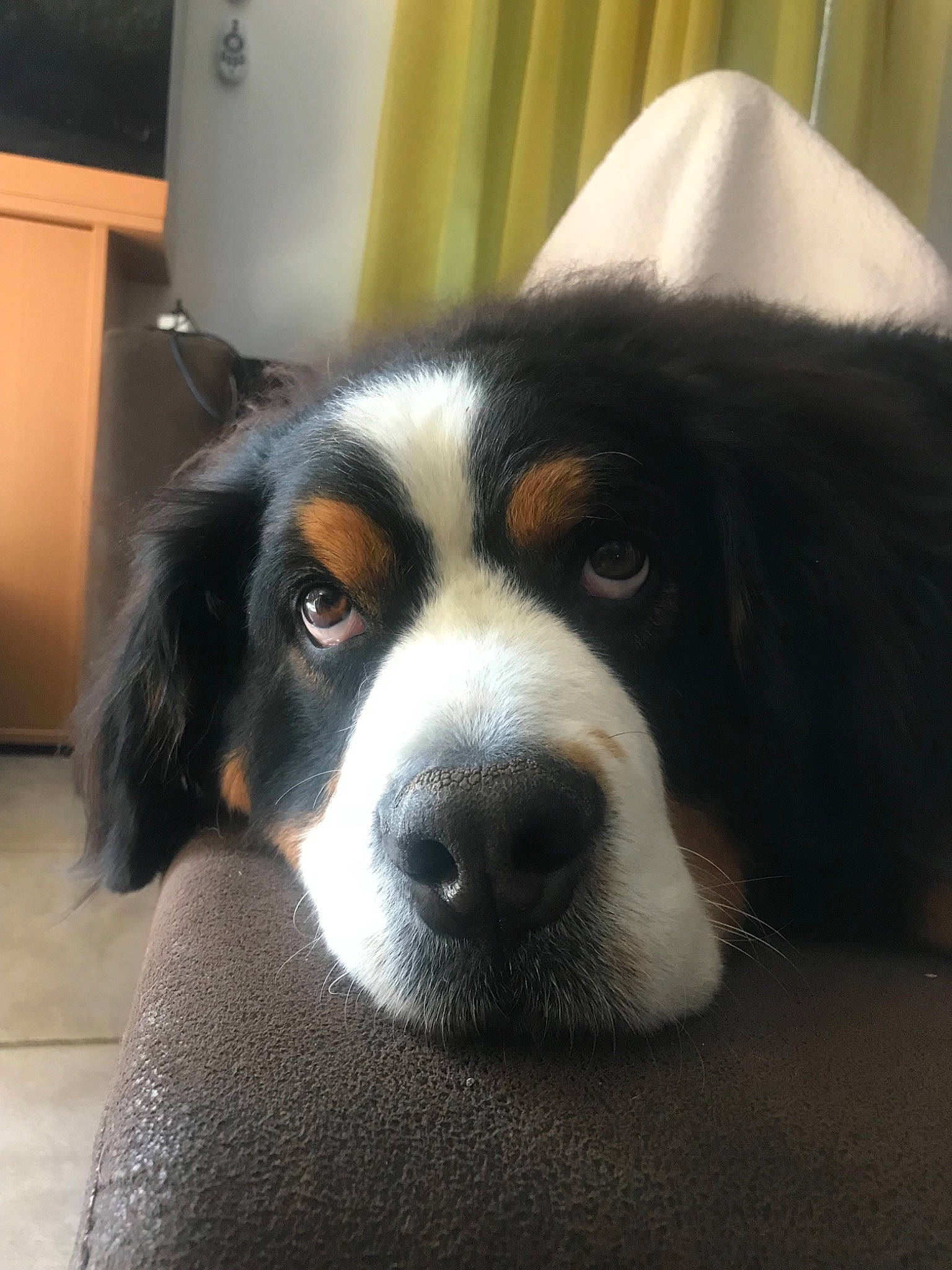 Athéna participe au concours pour gagner de l'argent avec cette photo : appenzeller_sennenhund, bernese_mountain_dog, canidae, carnivore, companion_dog, dog, dog_breed, english_shepherd, entlebucher_mountain_dog, greater_swiss_mountain_dog, mammal, nose, puppy, rare_breed_dog, snout, sporting_group, vertebrate, whiskers, working_dog